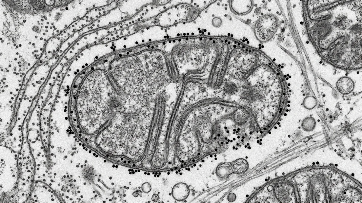 Mitochondria-Targeted Peptides: A Research Overview