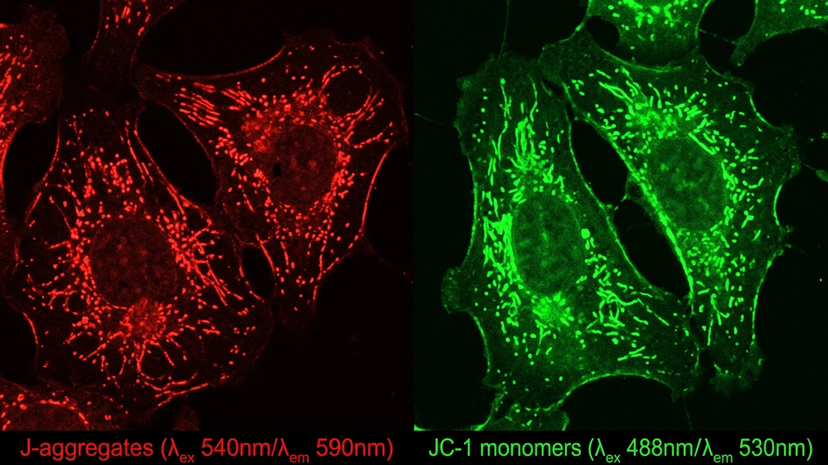 Mitochondrial Membrane Potential and Peptide Research
